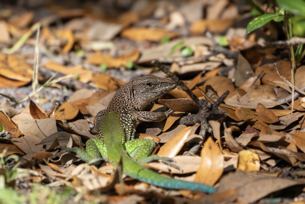 a lizard is sitting on the ground among leaves