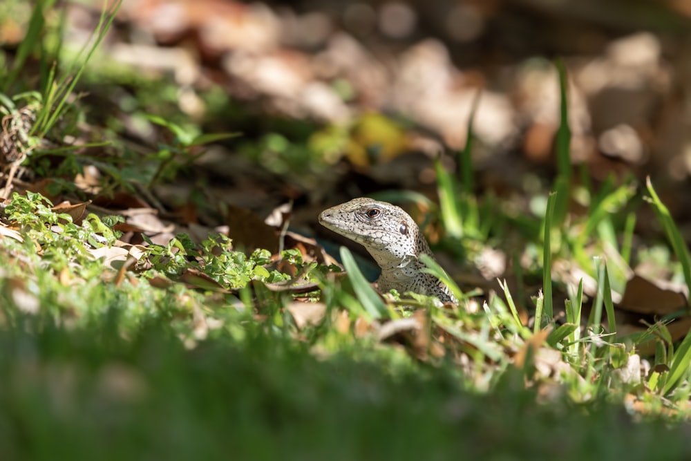 a small lizard sitting on the ground in the grass