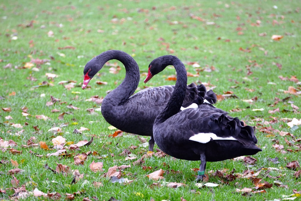 a couple of black swans standing on top of a lush green field