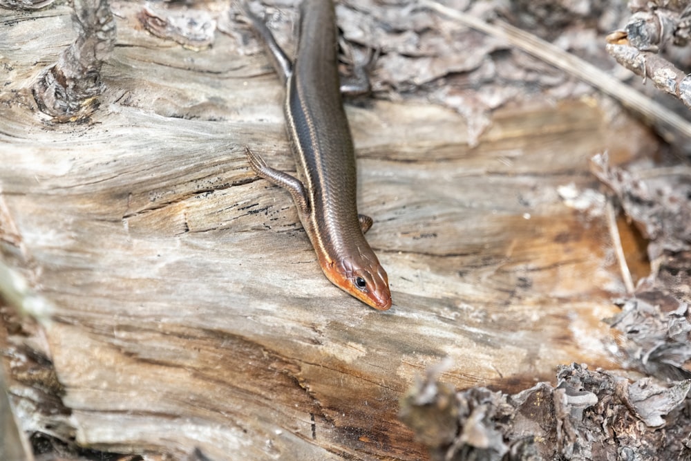 a lizard is laying on a piece of wood