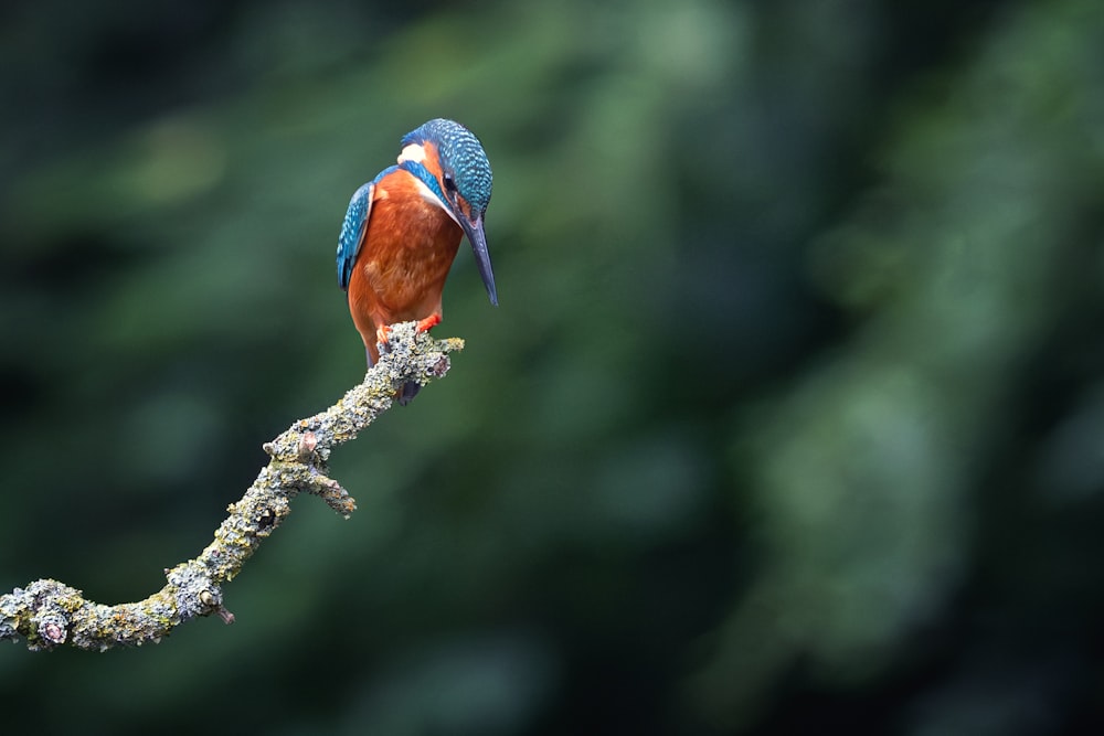 a small colorful bird perched on a branch