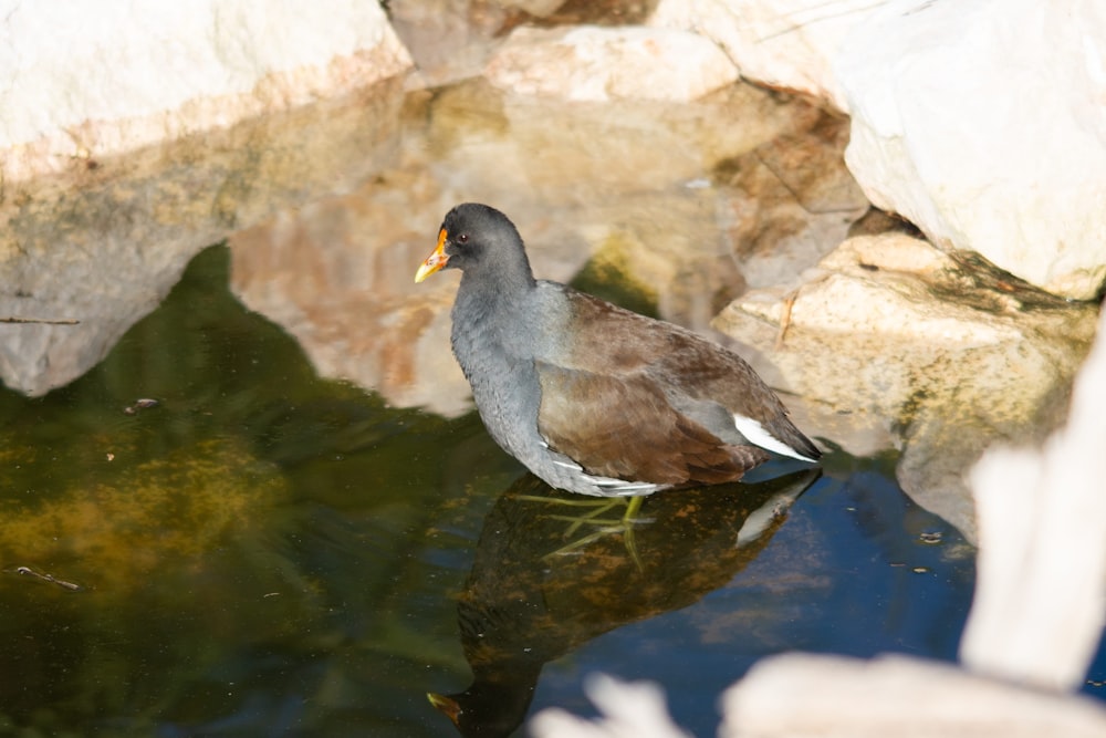 a bird is standing in the water near some rocks