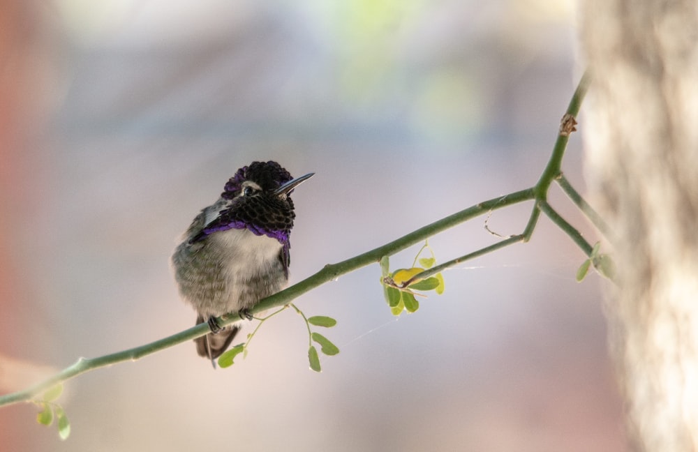 a small bird sitting on top of a tree branch