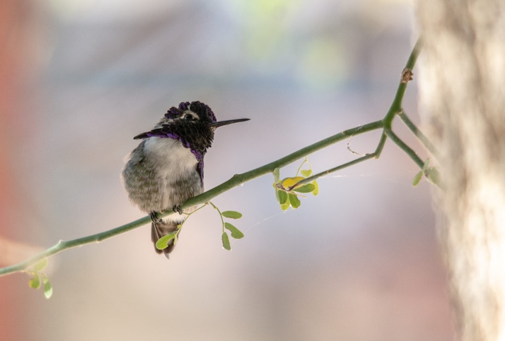 a small bird sitting on top of a tree branch