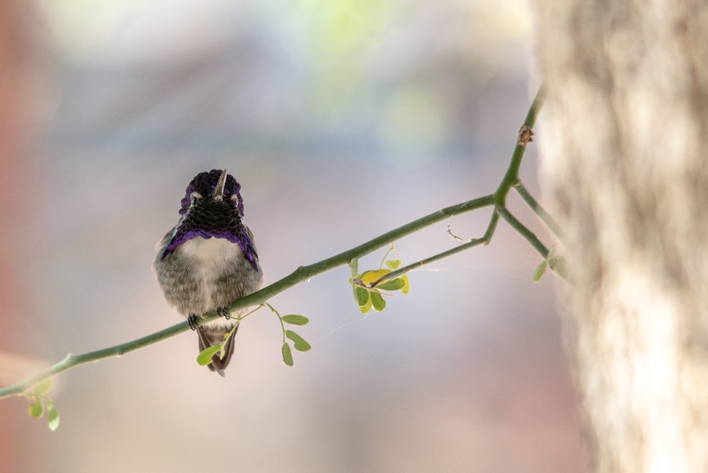 a small bird sitting on top of a tree branch