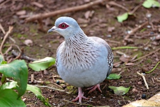 A single pigeon with a distinct pattern of feathers stands on the ground among scattered leaves and twigs. The bird has a light blue-grey body, dark red eye ring, and intricate feather patterns on its neck and wings. The background features a natural earthy ground with some green foliage.