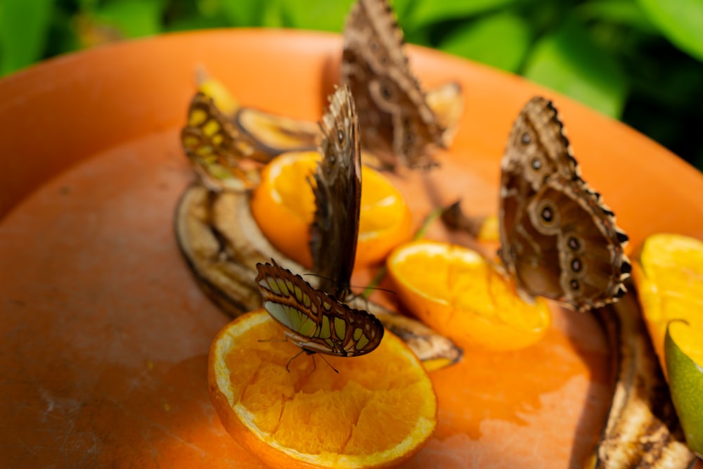 a plate topped with orange slices and butterflies