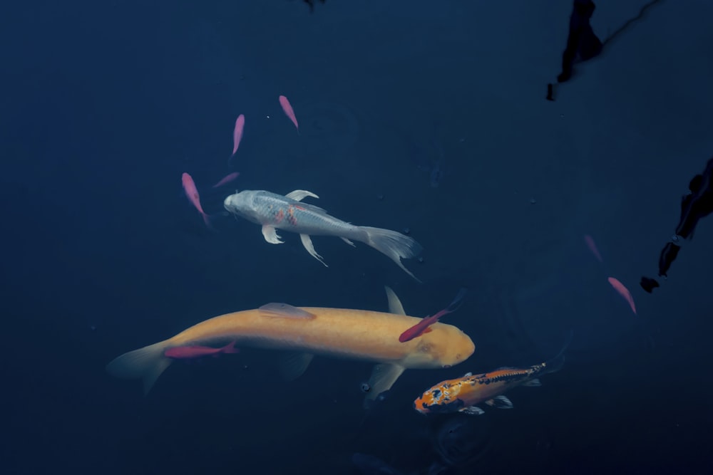 a group of fish swimming in the water