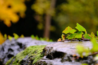 Calm sage green background with natural elements like leaves and stones.