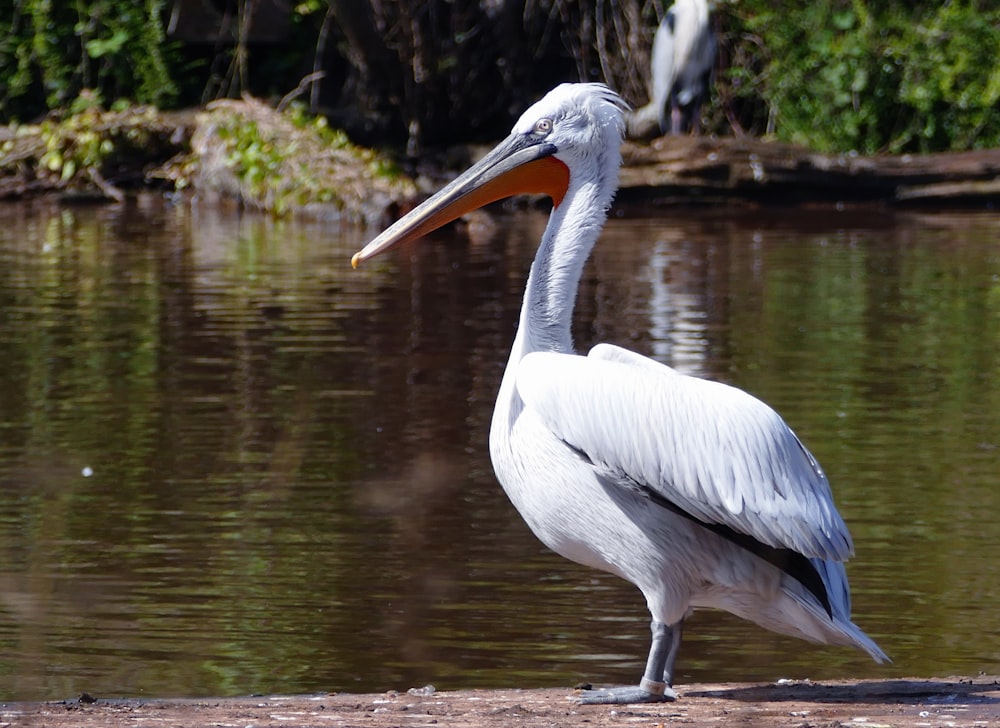 a pelican is standing in the water near the shore
