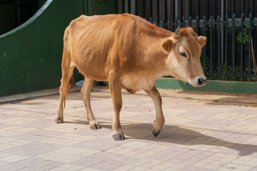 a brown cow standing on top of a brick floor