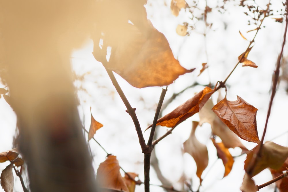 un arbre avec beaucoup de feuilles dessus