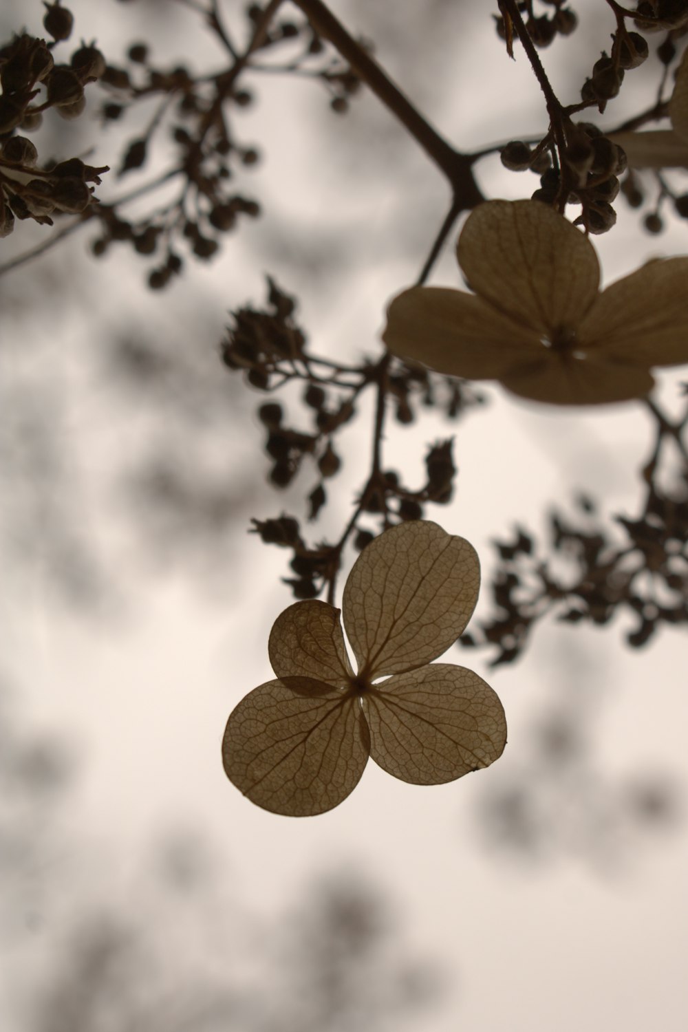 a close up of a tree branch with leaves