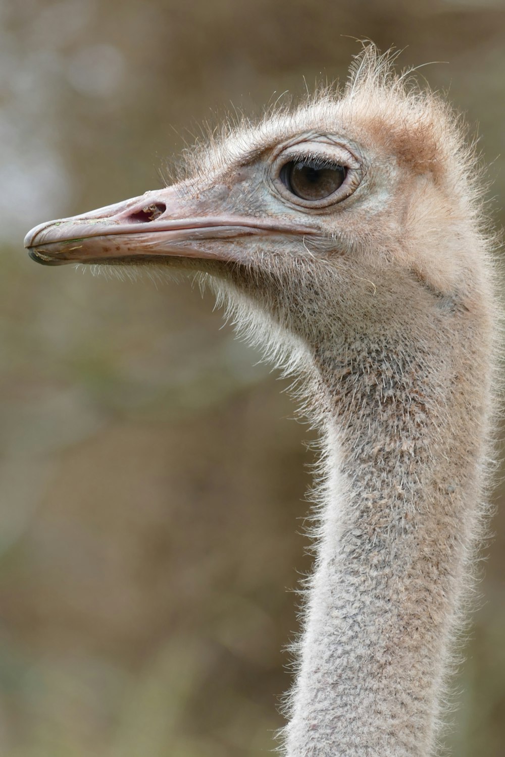 an ostrich looking at the camera with a blurry background