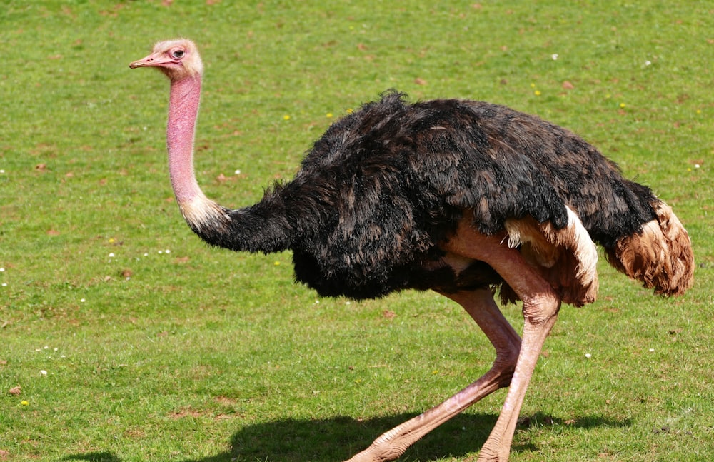 an ostrich is standing in a grassy field