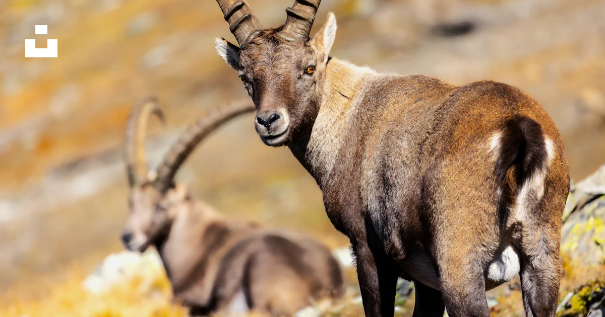 A Couple Of Animals That Are Standing In The Grass Photo Free Aosta a-couple-of-animals-that-are-standing-in-the-grass-photo-free-aosta