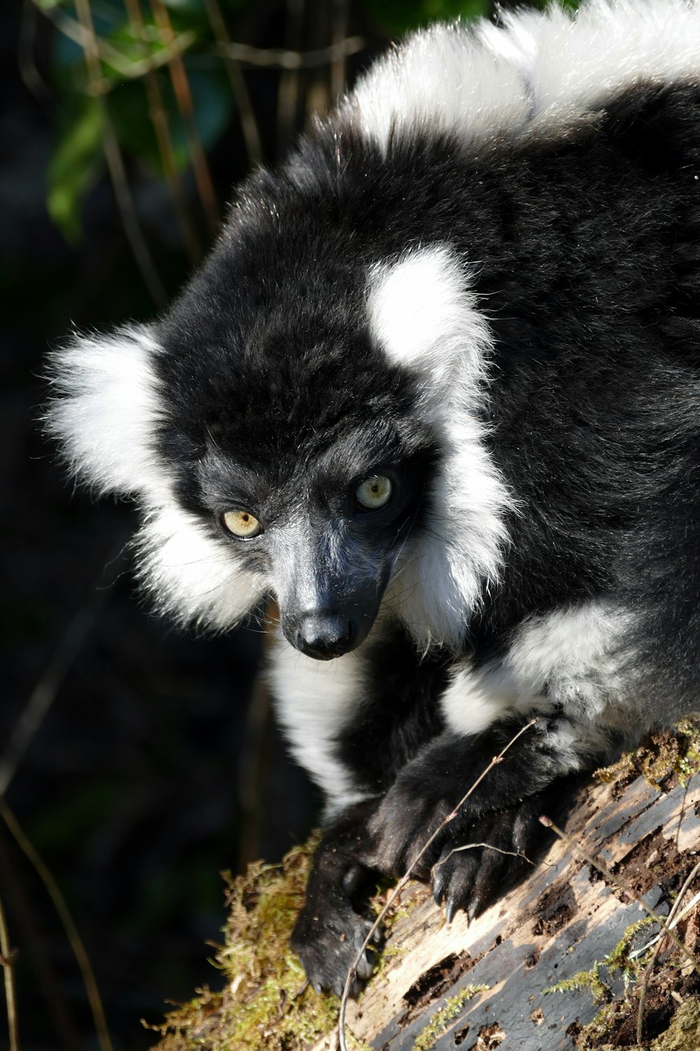 a close up of a small animal on a tree branch