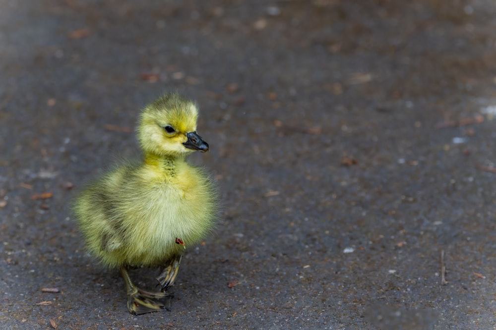 a small yellow bird standing on the ground