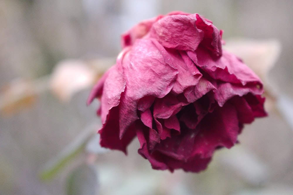 a close up of a pink flower with a blurry background