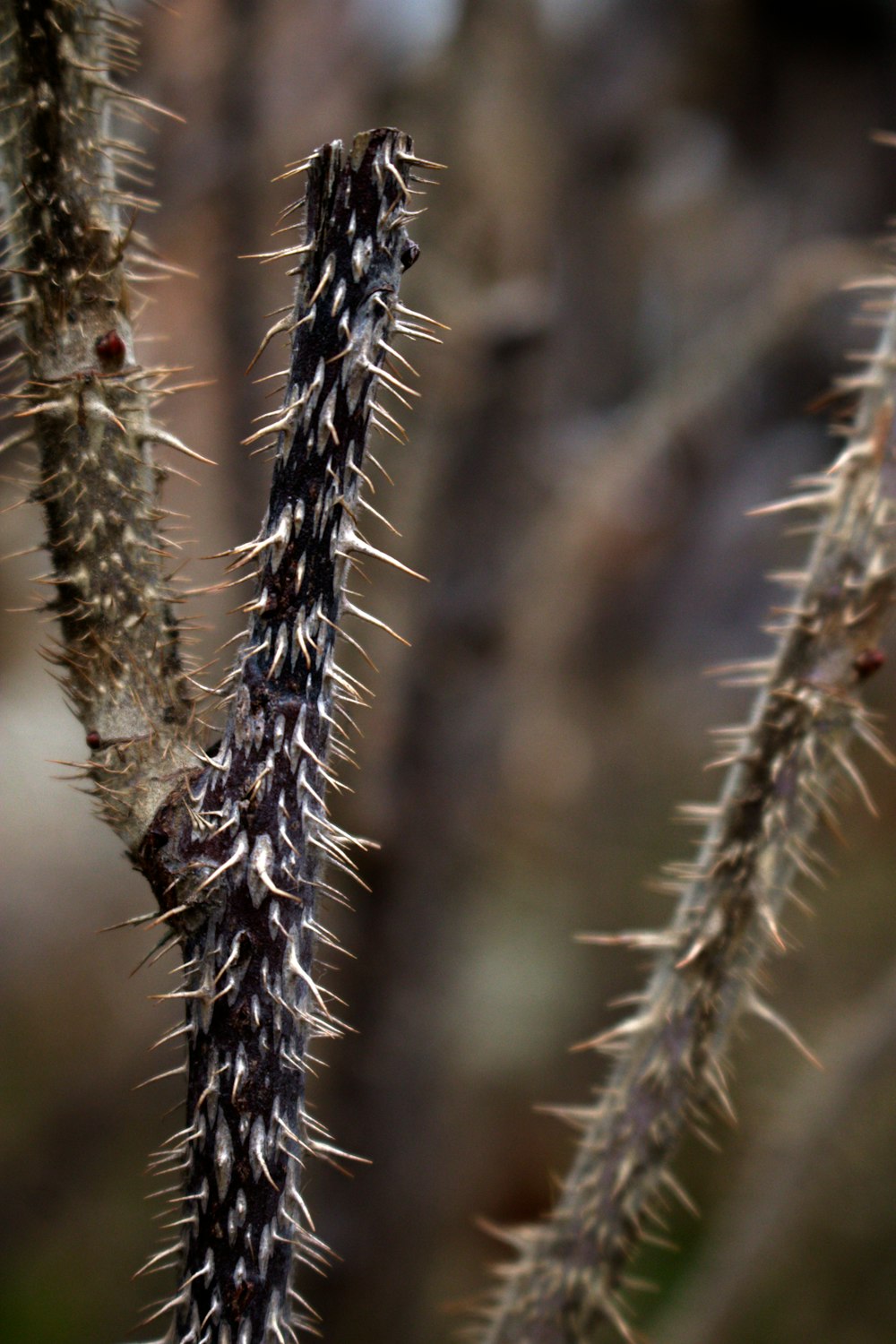 Un primer plano de una planta de cactus con muchas hojas