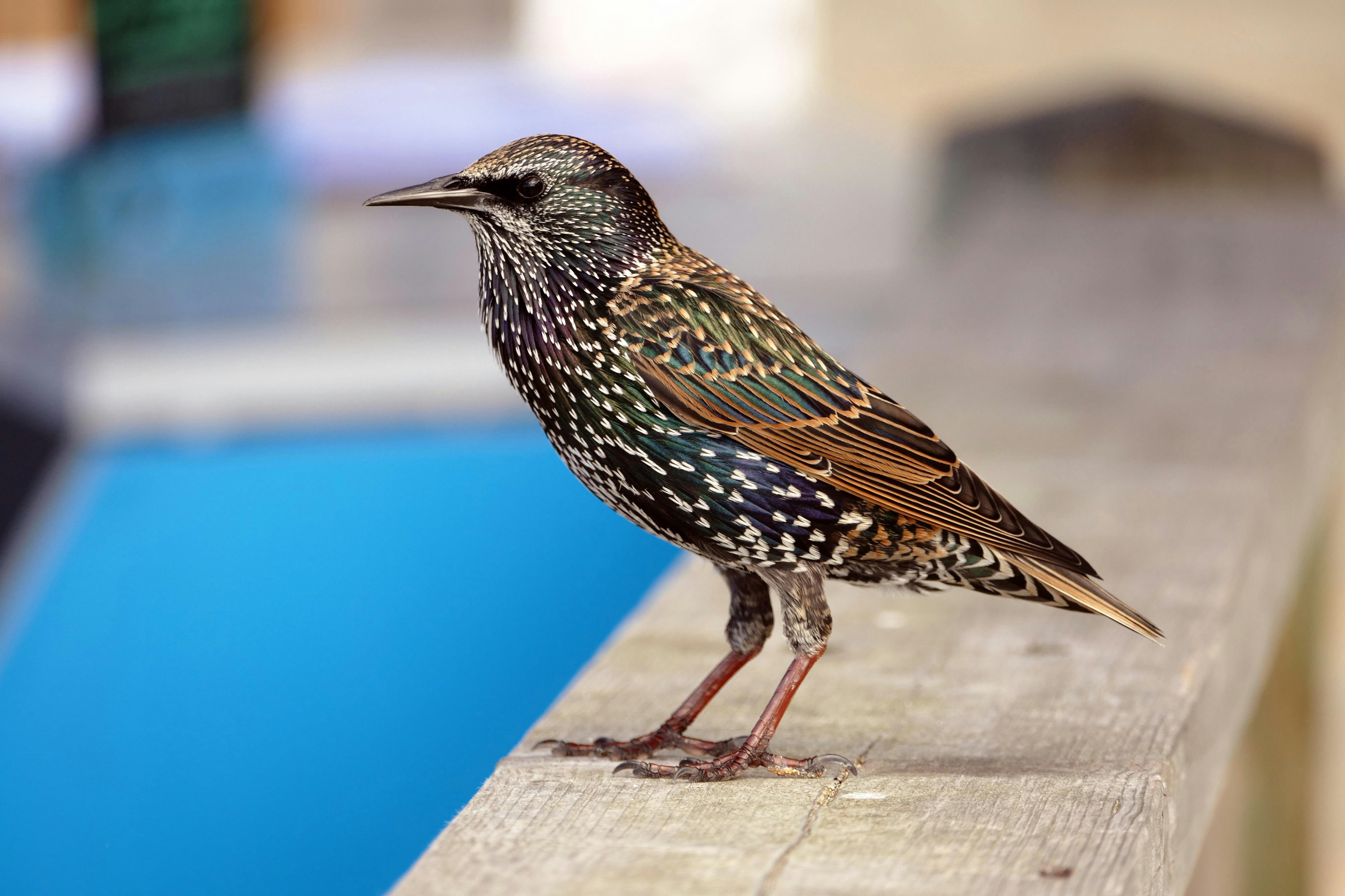 a small bird standing on a ledge next to a pool
