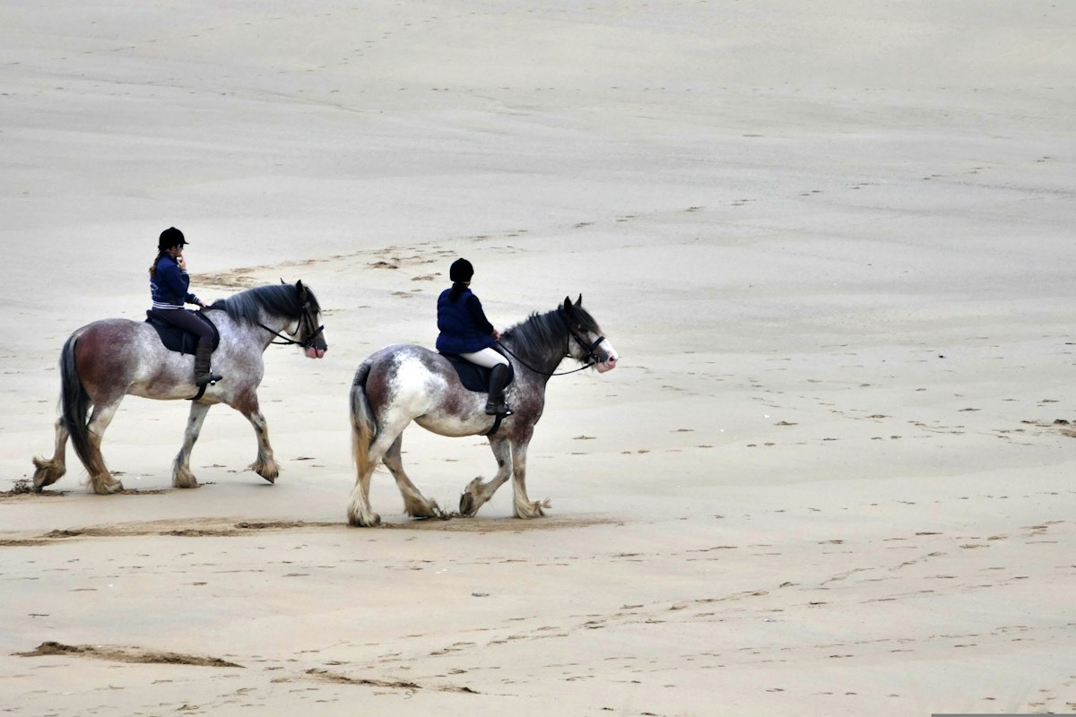 Balade à cheval en forêt et déjeuner champêtre