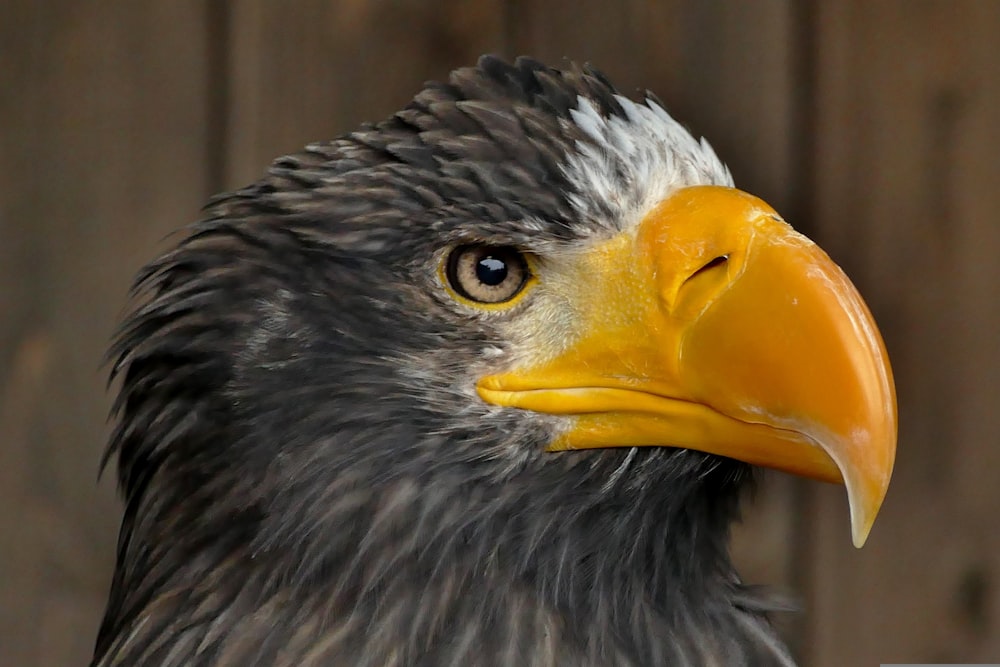 a close up of a bald eagle with a wooden background