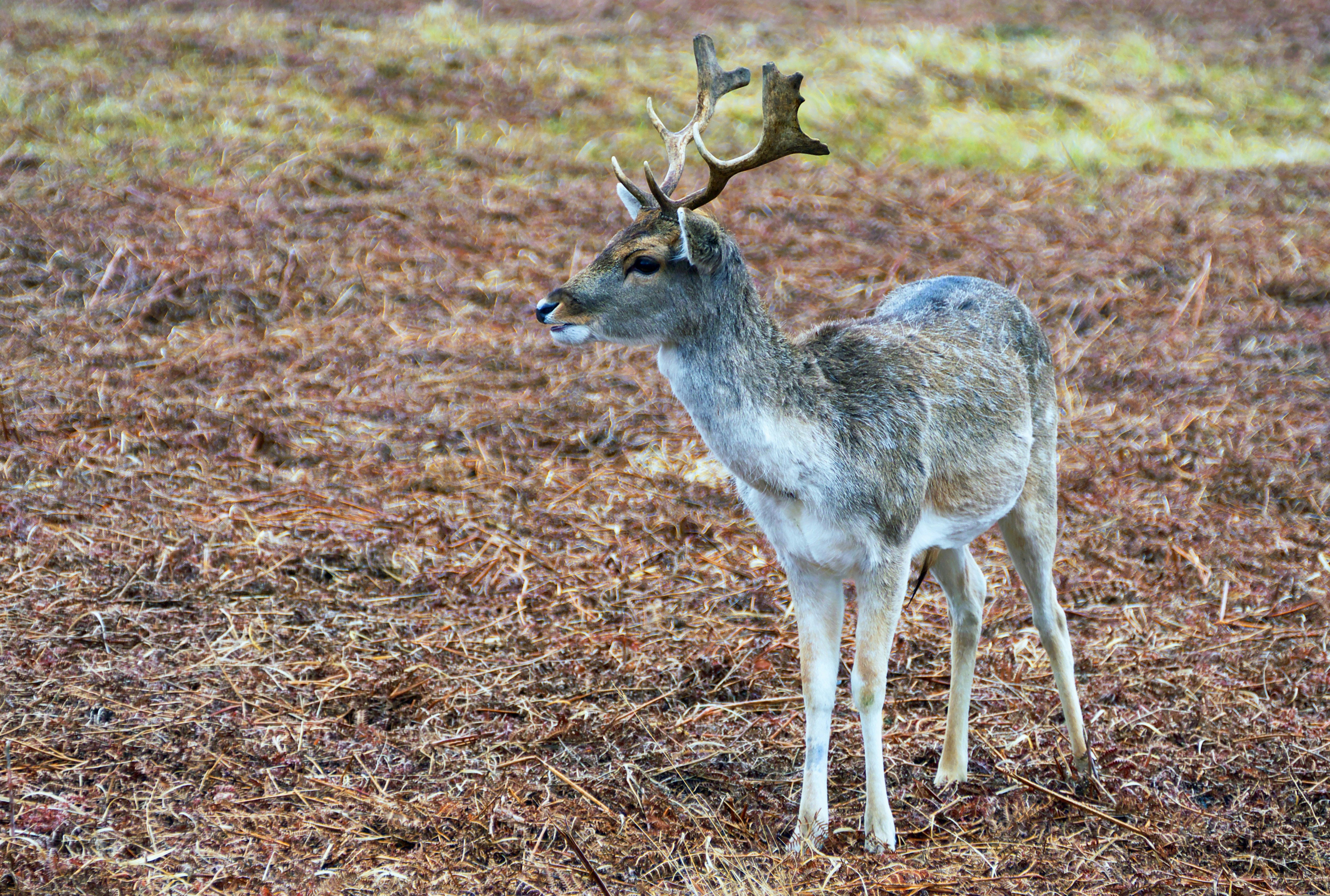 a deer standing on top of a dry grass field