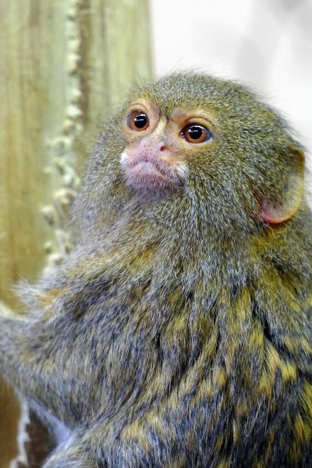 a close up of a small animal near a tree