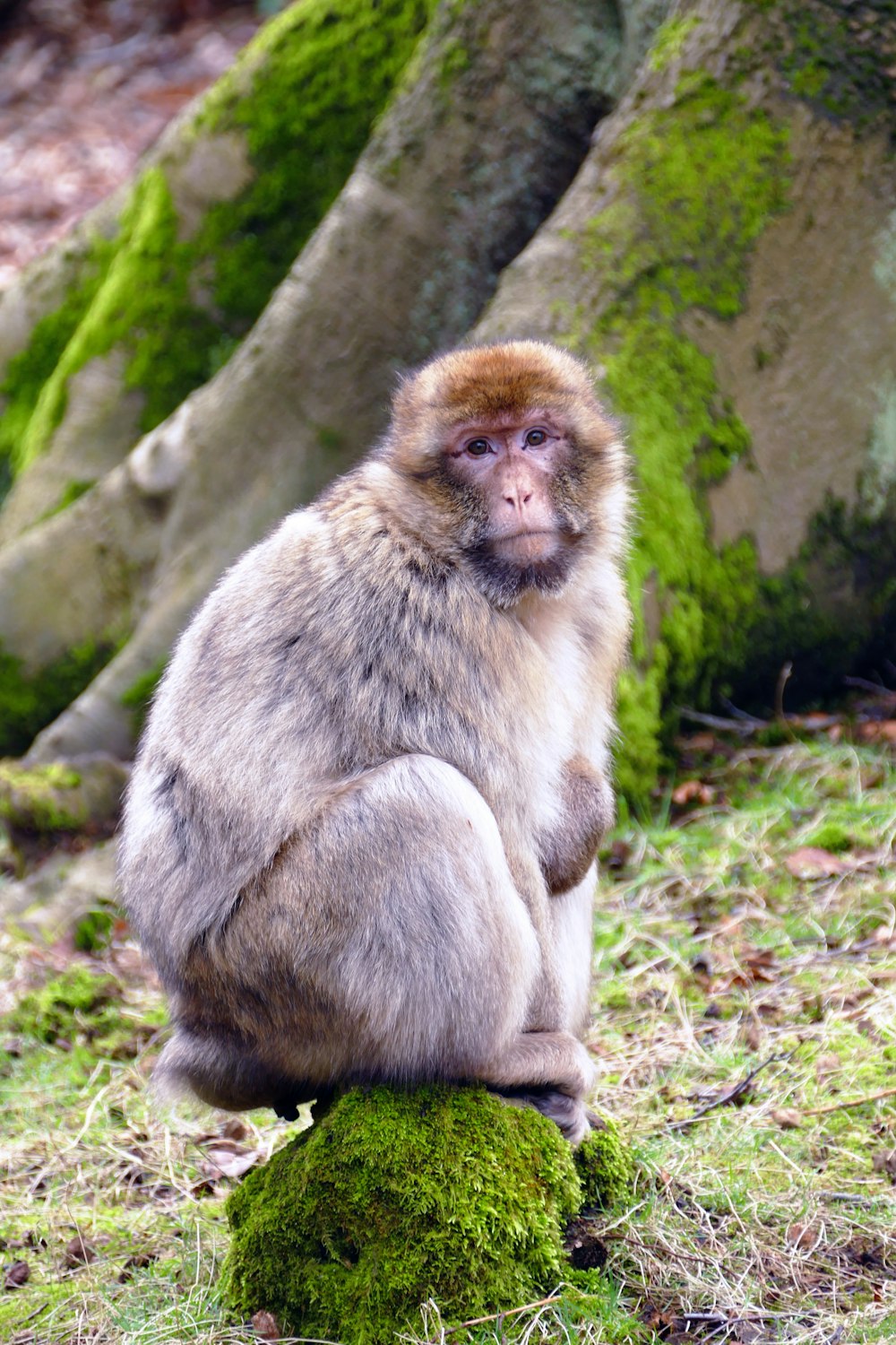 a monkey sitting on top of a moss covered rock