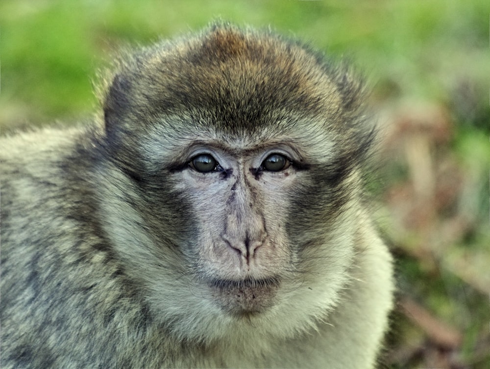 a close up of a monkey with a blurry background