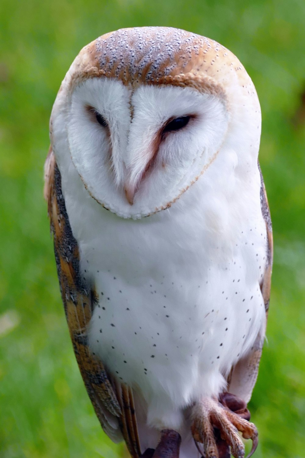 a barn owl sitting on top of a wooden post