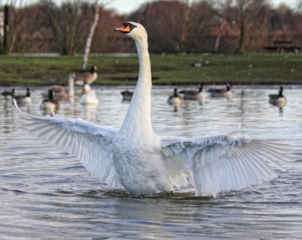 a swan flaps its wings while swimming in a pond