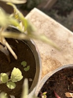 Close-up of a potted plant on a wooden table symbolizing growth and renewal