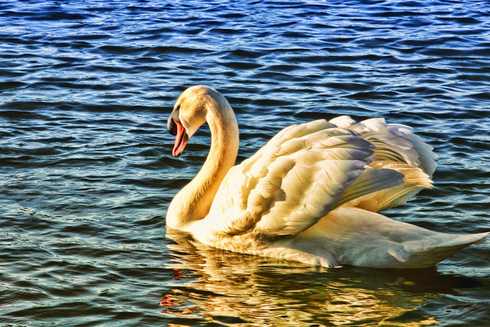 a white swan floating on top of a body of water