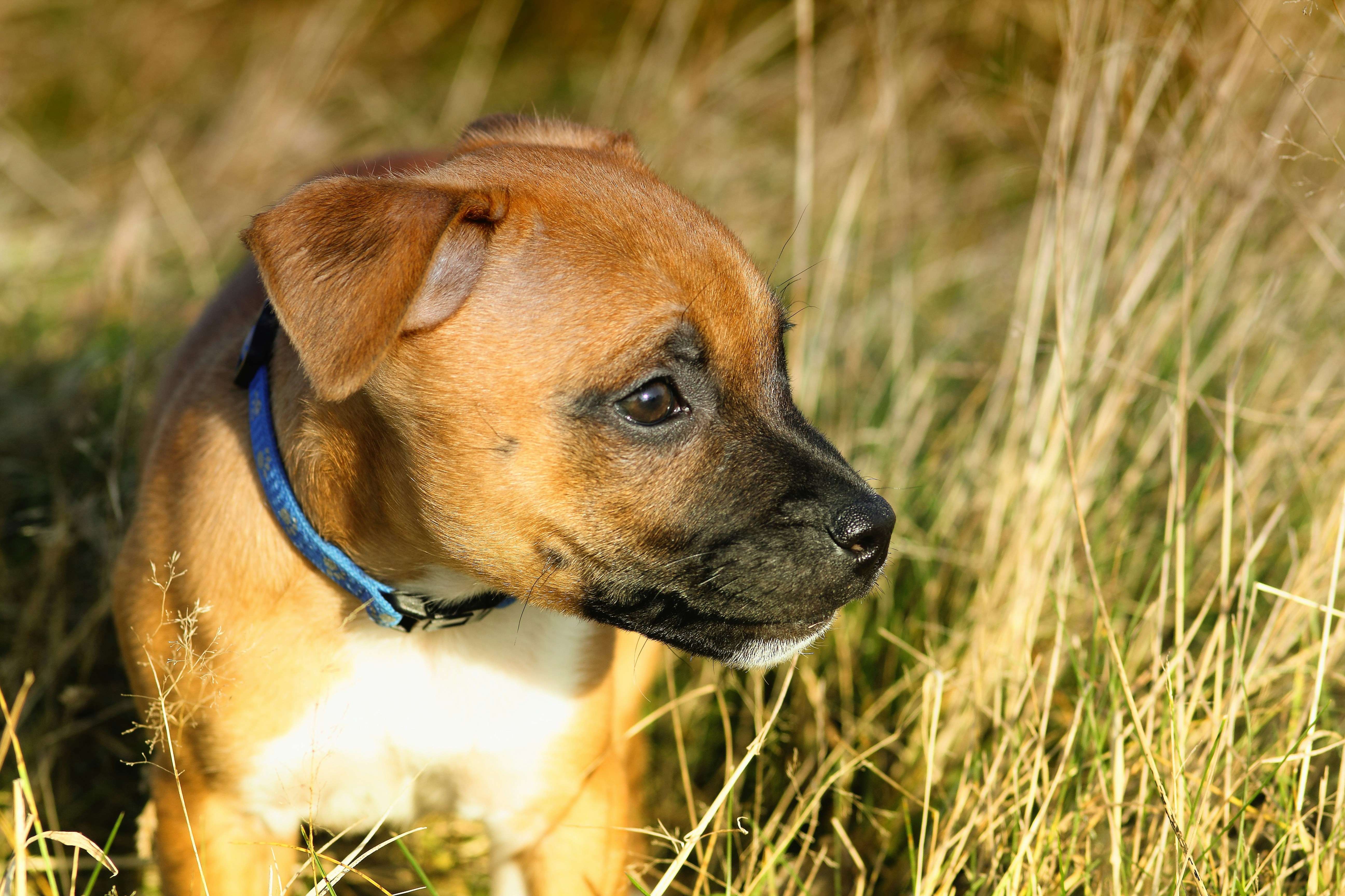 a brown and white dog standing in tall grass