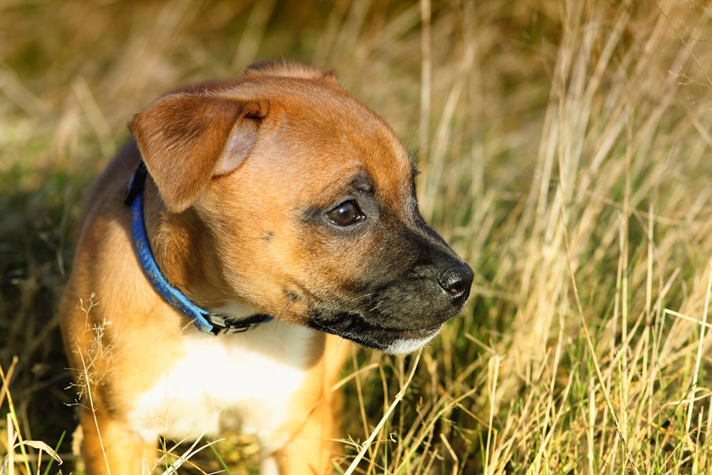 a brown and white dog standing in tall grass