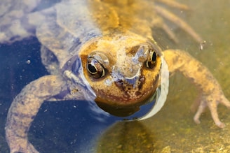 A close-up view of a frog submerged in water, with its head and eyes above the surface. The skin appears mottled with shades of brown and golden yellow. The water around it is clear, with visible legs on either side and a small insect floating nearby.