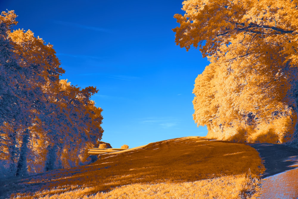 a scenic view of a grassy hill with trees in the background