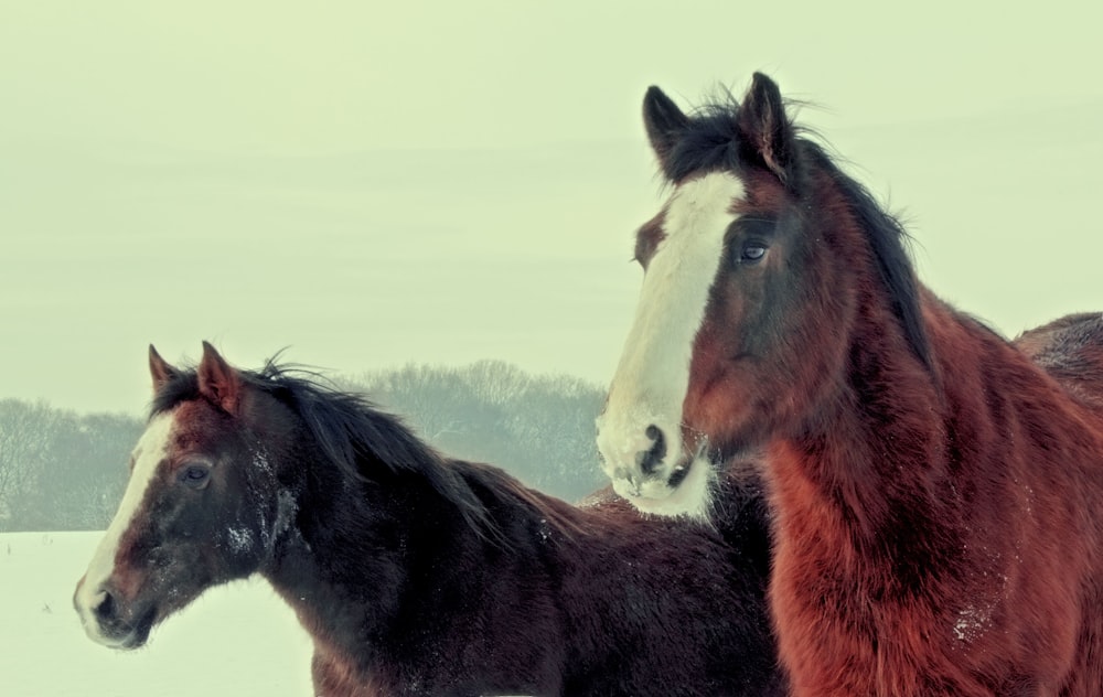 a couple of horses standing on top of a snow covered field