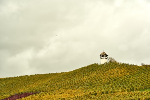 A vineyard landscape with gently rolling hills is crowned by a small, rustic watchtower. The sky is overcast with a blend of white and gray clouds, creating a serene atmosphere. The hills are covered with rows of grapevines displaying hues of green and yellow, indicating an autumn season.