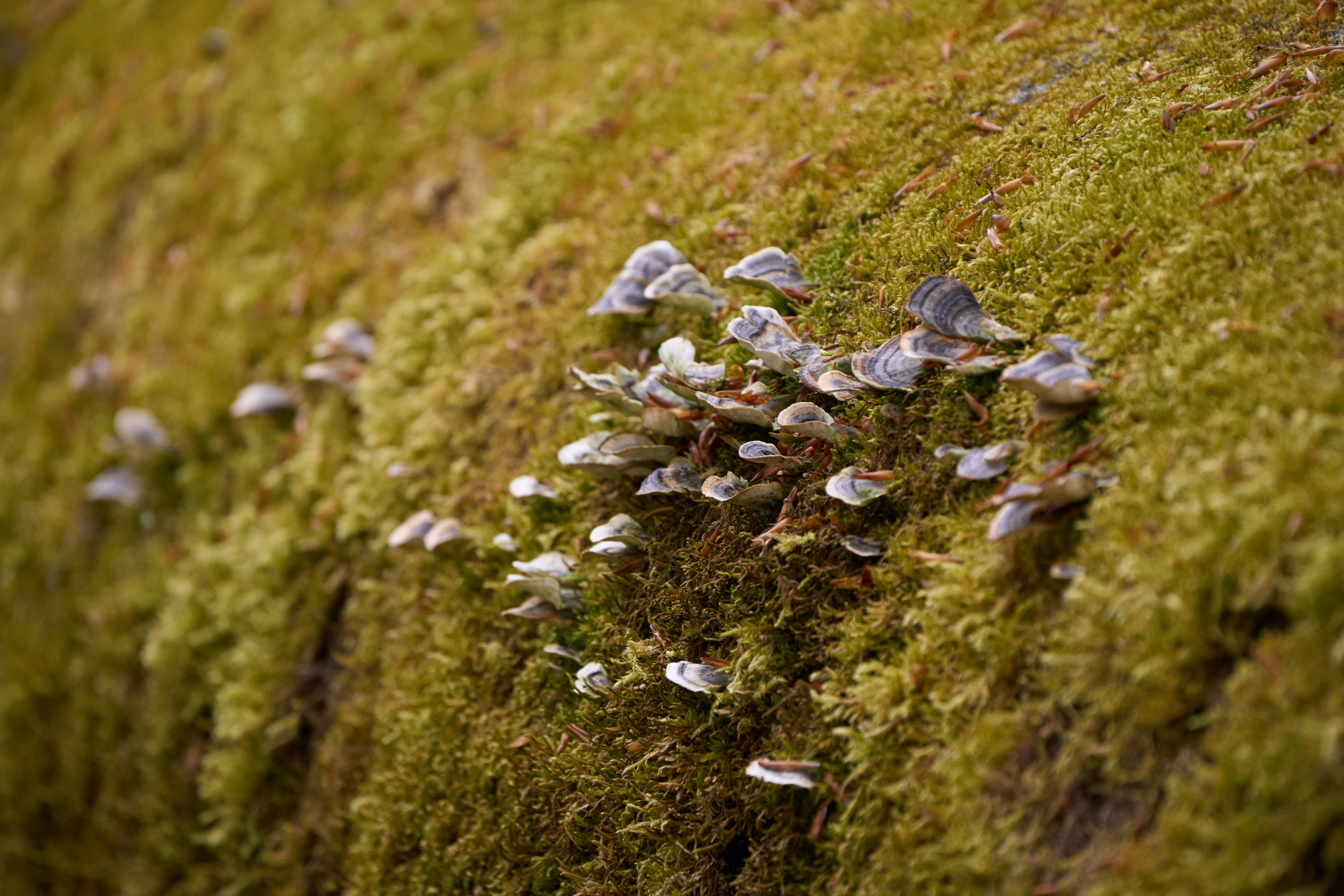 Photo by wolfgang_hasselmann