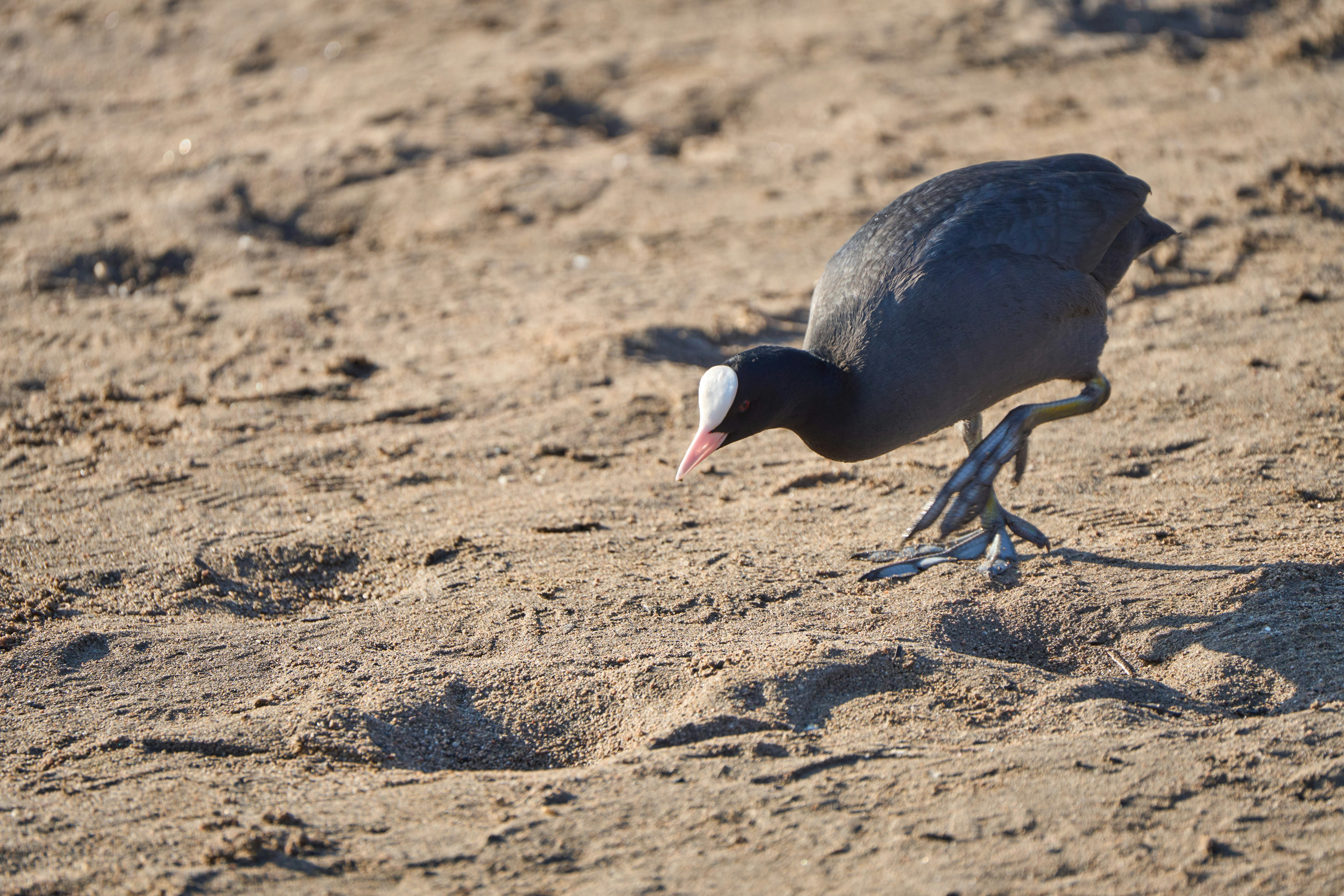 Photo by wolfgang_hasselmann