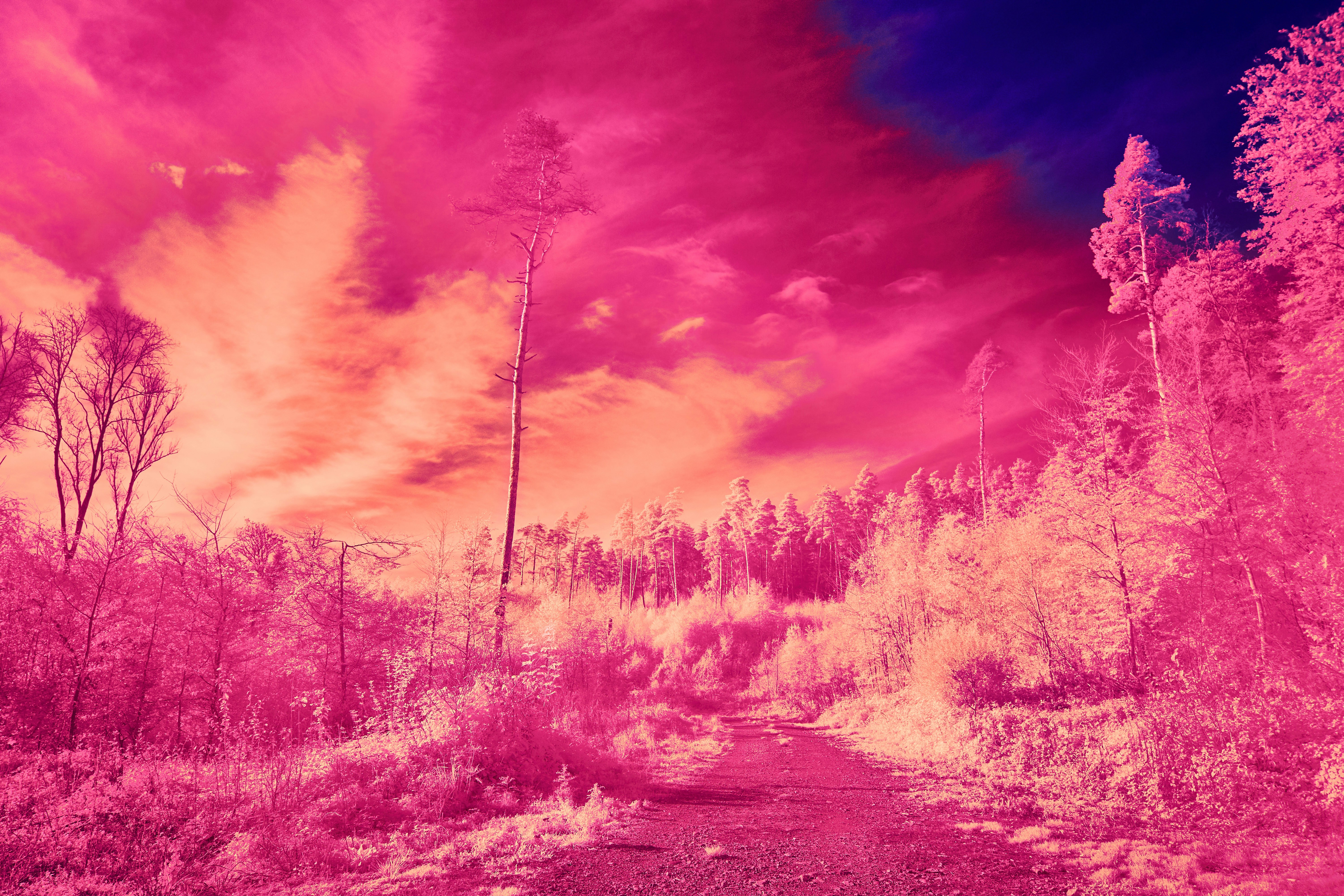 Photo by wolfgang_hasselmann