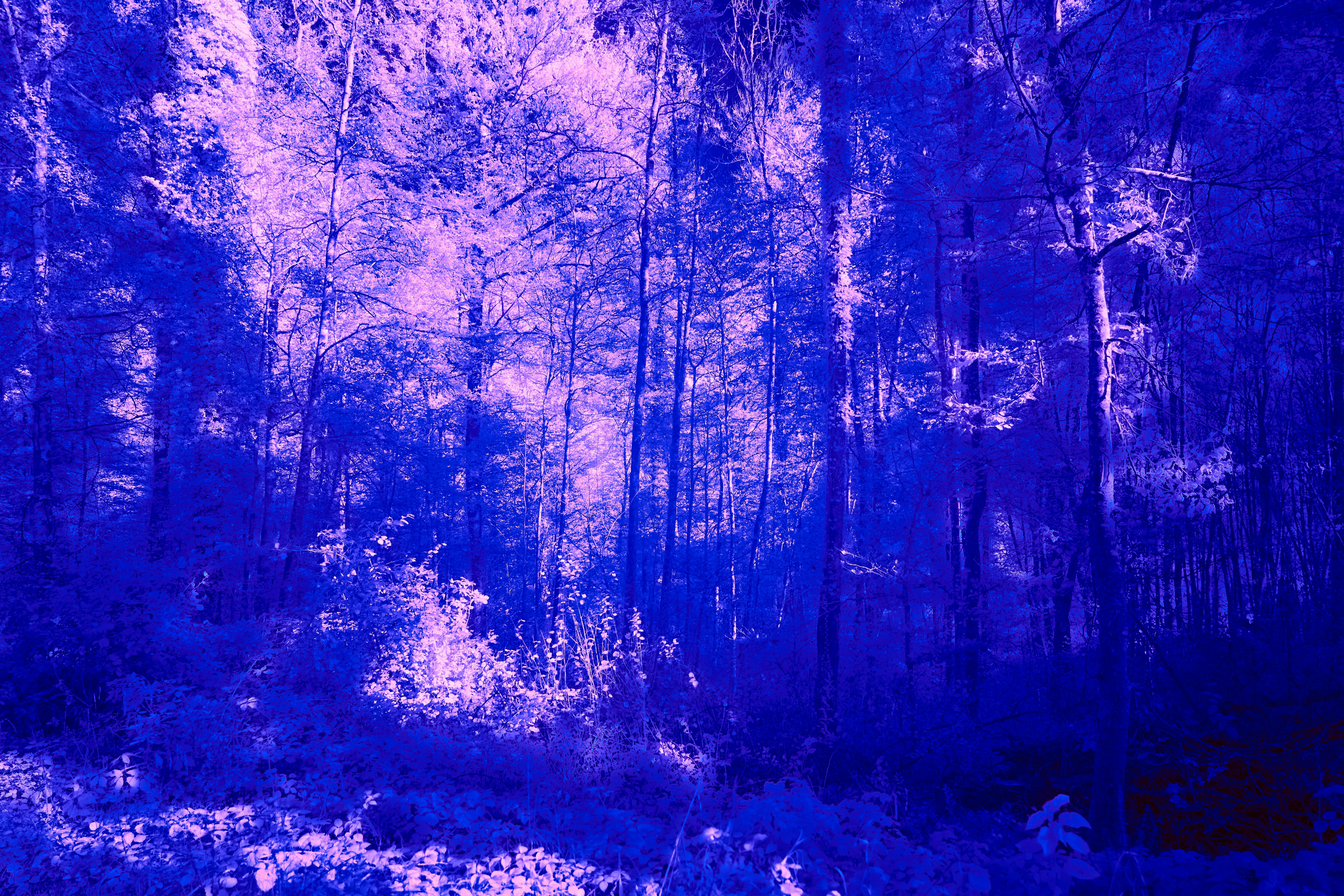 Photo by wolfgang_hasselmann