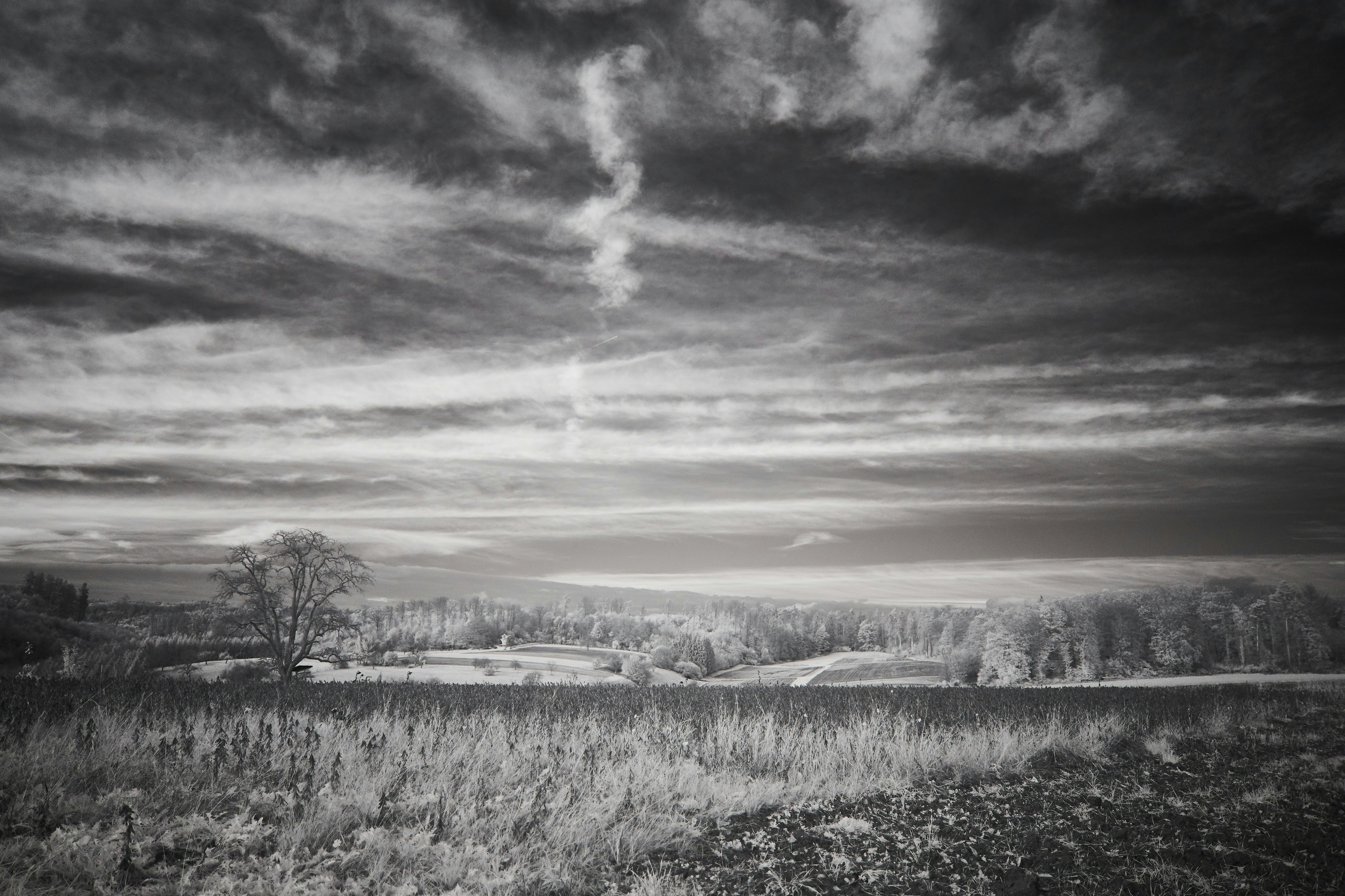 Photo by wolfgang_hasselmann