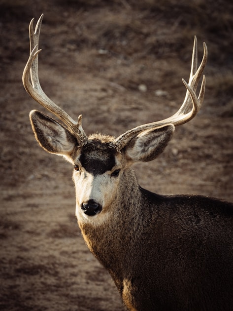 Mature mule deer buck on a Colorado sagebrush ridge in early fall with mountains in background