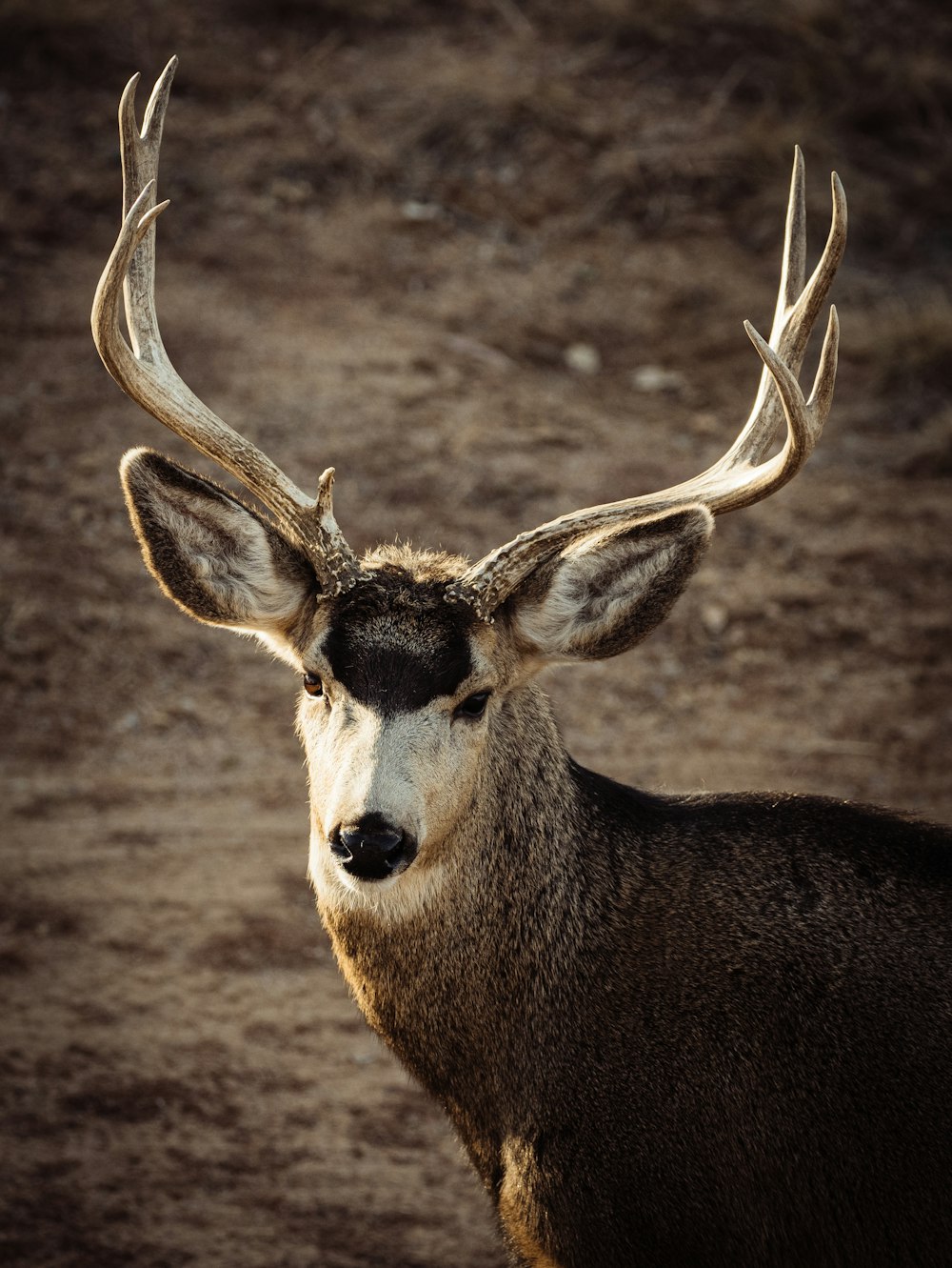 a close up of a deer with antlers on it's head