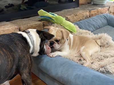 Two dogs are interacting on a cozy dog bed placed in a room with wooden flooring and a stone wall. One dog is standing with its head lowered, while the other is lying down on the bed, both showing interest in a small toy between them. A plush green toy lies at the edge of the bed, enhancing the warm and playful atmosphere.