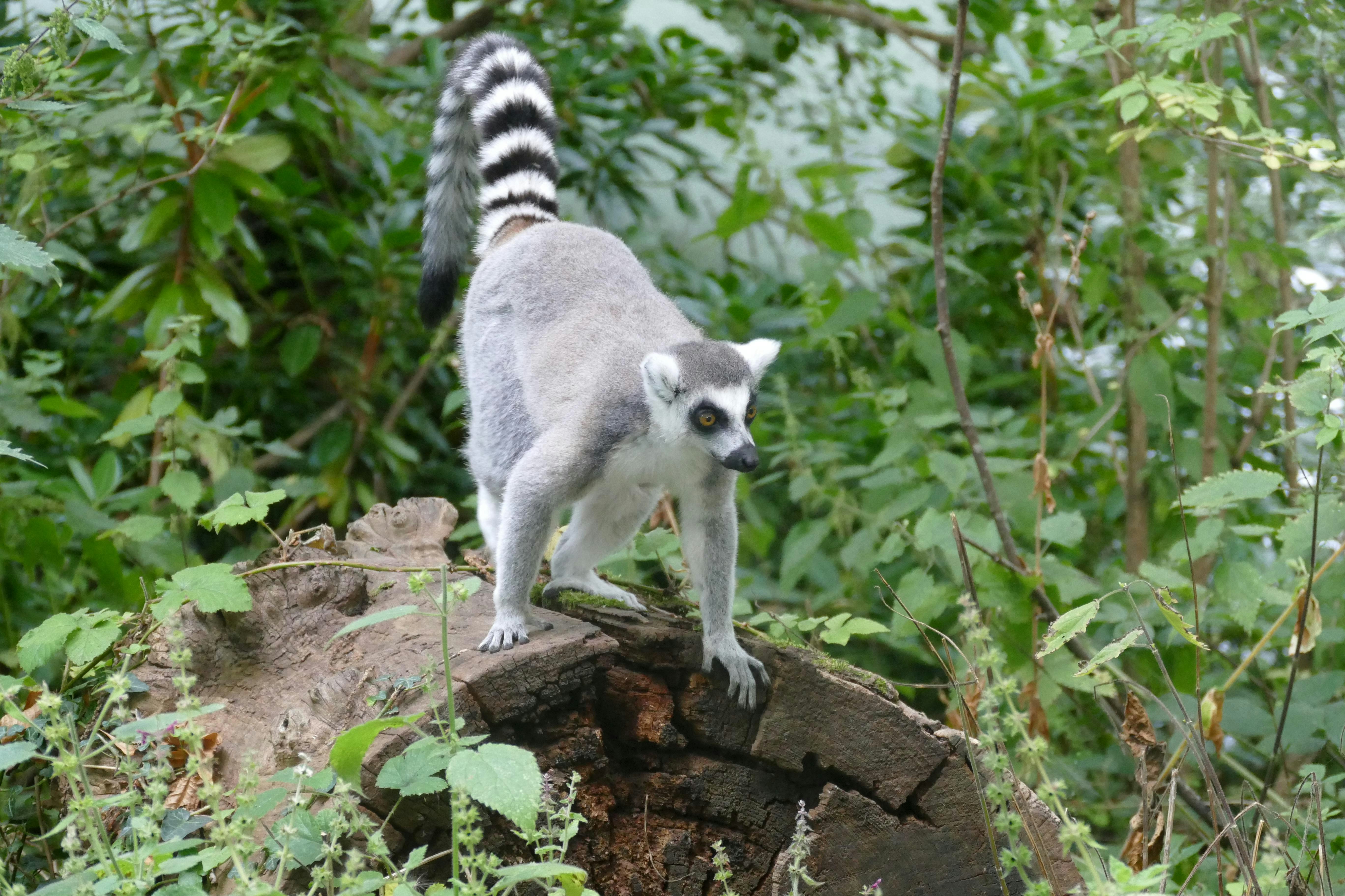 a small animal standing on top of a tree stump, A cute ring-tailed-lemur in a lush green forest. Small donations can be made on my profile page. Thanks for visiting, hope my work is useful to you : )